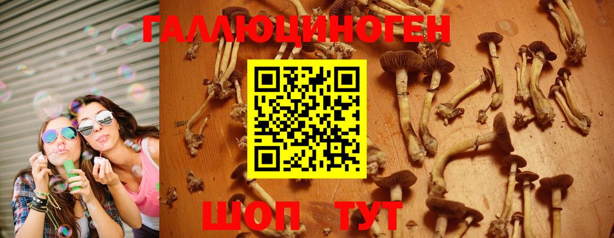 Галлюциногенные грибы Psilocybine cubensis  Абакан  Галлюциногенные грибы MAGIC MUSHROOMS 